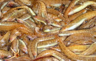 海泥鳅是什么鱼