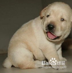 拉布拉多犬男生的名字黑色，拉布拉多犬男生的名字白色