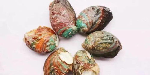 鲍鱼的做法及清洗视频，鲍鱼的做法及清洗红烧鲍鱼