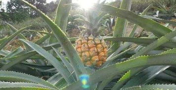 山菠萝能治痔疮吗，山菠萝图片