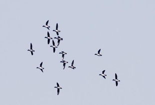 候鸟是什么意思爱情里，中国常见的候鸟有哪些