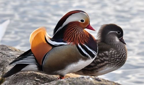 组的同音字组词