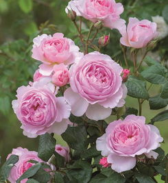 月季玫瑰蔷薇的区别，月季玫瑰花的养殖方法和注意事项