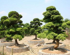 罗汉松品种排名，本地罗汉松