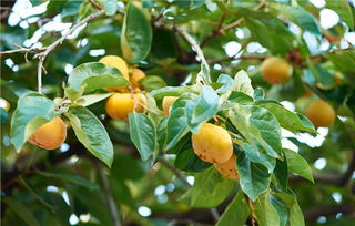 柿子叶泡水喝的功效和作用，柿子叶加凡士林真的可以祛斑吗