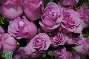 红玫瑰代表什么意思，玫瑰几朵代表含义是什么