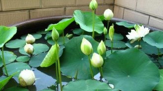 碗莲无土水养方法，无土水培碗莲发芽后怎么养