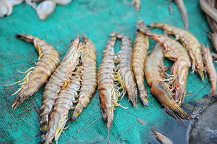 竹节虾怎么做好吃，竹节虾和基围虾的区别