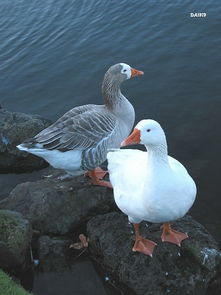 geese怎么读，geese是什么意思