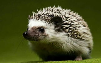 女人梦见刺猬是什么意思，仙家托梦的三个阶段