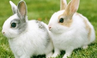 兔子要喝水吗还是只要吃胡萝卜，养兔子要给兔子喝水吗