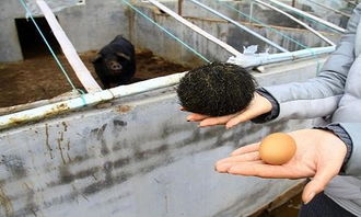 猪宝是什么东西?有什么价值吗?，猪宝是什么样的