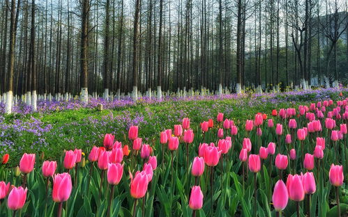 鲜多音字组词，鲜多音字注音并组词
