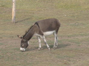 男人梦见驴是什么意思，驴在风水中的讲究