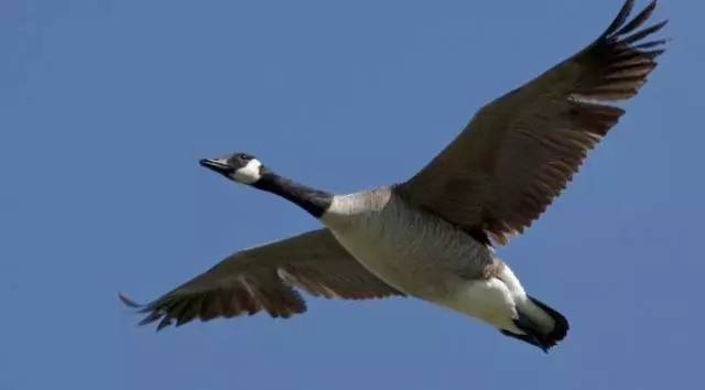 大雁的叫声怎么形容，大雁的叫声是怎么叫的