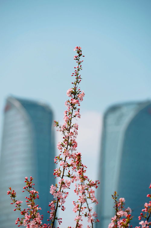 一颗颗什么的谷粒填空，一颗颗什么的星星