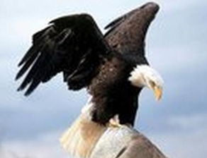 梦见老鹰向我飞来啄我，梦见老鹰在天上飞是什么意思