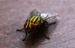 女人梦见苍蝇成群密密麻麻，周公解梦梦见苍蝇成群密密麻麻