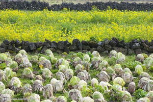 春天有哪些蔬菜成熟了，冬天有哪些蔬菜