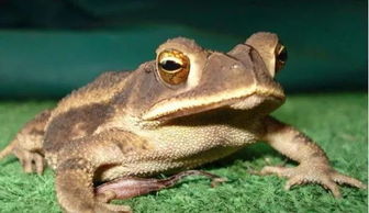 梦见癞蛤蟆是好事还是坏事，已婚女人梦见蟾蜍是什么征兆