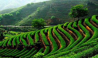 安溪茶叶批发市场，安溪八马茶业有限公司