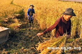 梦见收稻谷下雨是什么意思，梦见收稻谷晒稻谷