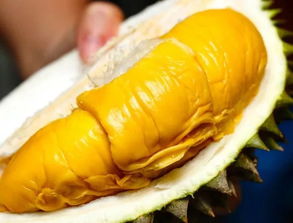 榴莲肉放冰箱可以放几天，榴莲肉可以冷冻保存吗