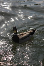 我对这片土地爱的深沉原文，我对这片土地爱的深沉赏析