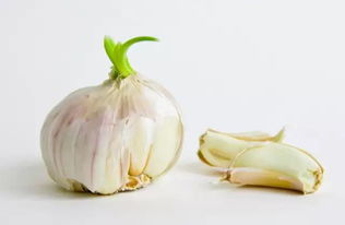 姜发芽了还能吃吗，大蒜如何不发芽