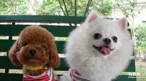 各种宠物狗价格及图片，各种宠物狗价格图片