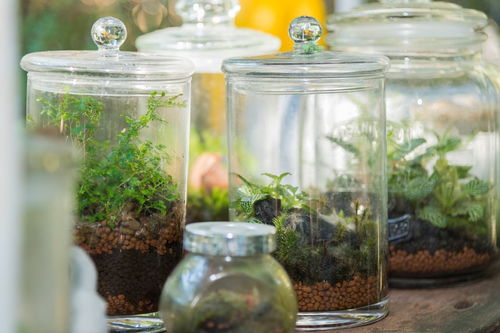 复生之瓶任务交不了吗，复生之瓶任务无法完成