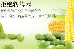 非转基因油和转基因油有什么区别，转基因是什么意思