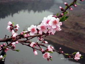 梅花在什么季节开放，菊花在什么季节开放