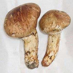 松茸的功效与作用及营养，松茸的功效和吃法大全