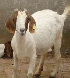 河南养羊基地有哪些，河南养羊基地有几个