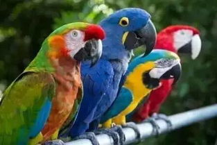 鹦鹉寿命一般是几年，鹦鹉寿命排行