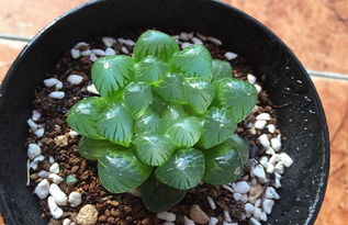 养玉露大忌，玉露浇水还是喷水好