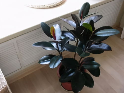 橡皮树图片欣赏，橡皮树图片大全大图