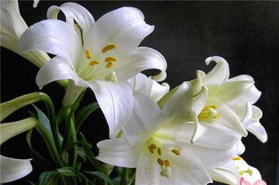 百合怎么吃对肺结节有好处，百合和什么一起煮可以治失眠