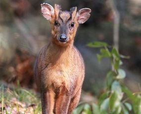 被夹子夹住的野生麂子，高手下夹夹麂子的窍门
