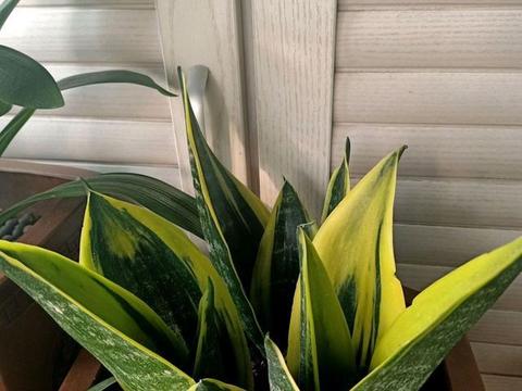 怎么养虎皮兰盆栽，虎皮兰的栽培方法