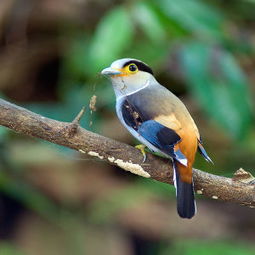 狂鸟上下结构是什么字，隼怎么读