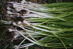 野韭菜图片和野葱的区别，野韭菜的功效与作用