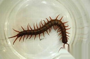 女人梦见大蜈蚣是什么预兆，蜈蚣进家里预示什么