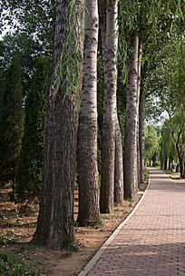 高大挺拔的白杨树像一排士兵似的排列在，高大挺拔意思