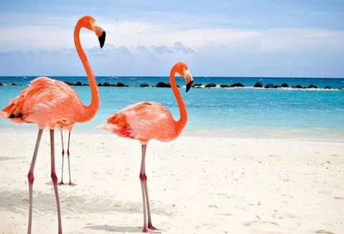 火烈鸟代表的寓意爱情，火烈鸟为什么要用血喂养后代