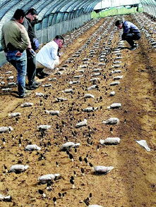 羊肚菌种植基地延安，新疆羊肚菌种植基地