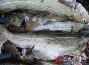 鳕鱼的功效与作用及营养，鳕鱼的功效与作用及禁忌