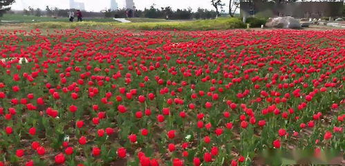 满目清宁治中耳炎效果怎么样，满目清宁多少钱一盒