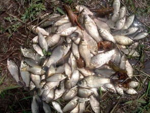 女人梦见好多小鱼是什么意思，男人梦见好多小鱼是什么意思